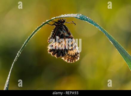 Festone meridionale (Zerynthia polissena) Foto Stock