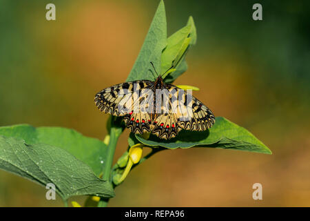 Festone meridionale (Zerynthia polissena) Foto Stock