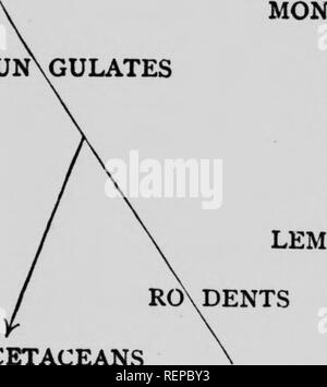 . Lo studio della vita animale [microformati]. Zoologia; Zoologie. Il CHAP. XVI Backboned animali II 271 compagni di musicisti itineranti, mentre più basse e più piccola fra vero le scimmie sono il South American callitrici. Distinto da tutti questi, probabilmente al di fuori dell'ordine di scimmia del tutto sono i cosiddetti semi-scimmie o dei lemuri. Potremmo descrivere le attività intelligente delle scimmie, i ripari che alcuni di loro ipake, la loro vita familiare, cura dei genitori e la socialità, la loro docilità, le loro abitudini intelligente di inchiesta e la loro rapidità di trarre profitto dalla sua esperienza ; ma che tutte le quantità di questo, th Foto Stock