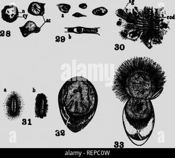 . Un nuovo cestode dalla AMIA Calva L [microformati]. Cestodes; Vers; Cestoda; worm. A. â ¢. eecKAvMc, â â¢â ¢. Si prega di notare che queste immagini vengono estratte dalla pagina sottoposta a scansione di immagini che possono essere state migliorate digitalmente per la leggibilità - Colorazione e aspetto di queste illustrazioni potrebbero non perfettamente assomigliano al lavoro originale. Cooper, Arthur Ruben, b. 1888. [Toronto?] : Biblioteca universitaria ; pub. dal bibliotecario Foto Stock