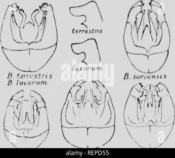 . L umile-bee [microformati] : la sua vita e la storia come domesticate it con le descrizioni di tutte le specie britannica di Bombus e Psithyrus. Api; l'apicoltura; Abeilles; Abeilles; Bee cultura; le api. 13 pi-utoruin Bjoiittlici llonHorncui. B.hppomCU, D.C'"-""-""""^ ^iM'n'.-ifr'.ln, f ""T"""""l^'J-' '^;ivA un^,". Si prega di notare che queste immagini vengono estratte dalla pagina sottoposta a scansione di immagini che possono essere state migliorate digitalmente per la leggibilità - Colorazione e aspetto di queste illustrazioni potrebbero non perfettamente assomigliano al lavoro originale. Sladen, F. W. L. (Federico Foto Stock