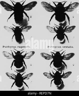 . L umile-bee [microformati] : la sua vita e la storia come domesticate it con le descrizioni di tutte le specie britannica di Bombus e Psithyrus. Api; l'apicoltura; Abeilles; Abeilles; Bee cultura; le api. J'LA IK V. Psithyrus distinctus. Psithyrus barbulellus. Si prega di notare che queste immagini vengono estratte dalla pagina sottoposta a scansione di immagini che possono essere state migliorate digitalmente per la leggibilità - Colorazione e aspetto di queste illustrazioni potrebbero non perfettamente assomigliano al lavoro originale. Sladen, F. W. L. (Frederick William Lambert), 1876?-1921. London ; Toronto : MacMillan Foto Stock