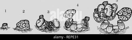 . L umile-bee [microformati] : la sua vita e la storia come domesticate it con le descrizioni di tutte le specie britannica di Bombus e Psithyrus. Api; l'apicoltura; Abeilles; Abeilles; Bee cultura; le api. LIFE-HISTORY DI BOMIWS ^2, cellfiils. prima di qualsiasi sono previste sull'altro lato. È un fatto interessante che i bozzoli in cui queste uova sono previste non sono absohitely montante ma sono in- ch'ned verso l'interno (vedere lo schema), e il composto di uova e le cellule vengono costruiti e non sulle teste dei bozzoli, dove essi impedirebbero l'uscita dell'emergente api, ma sul loro lato esterno. Come ogni cella contiene raramente les Foto Stock