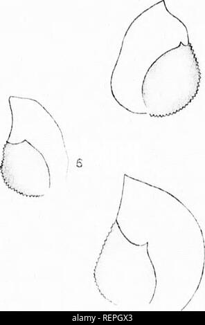 . Elenco delle Canadian hepaticae [microformati]. Epatiche; briofite; Hépatiques; briofite. 13. Si prega di notare che queste immagini vengono estratte dalla pagina sottoposta a scansione di immagini che possono essere state migliorate digitalmente per la leggibilità - Colorazione e aspetto di queste illustrazioni potrebbero non perfettamente assomigliano al lavoro originale. Pearson, William Henry, 1849-1923; geologiche e di Storia Naturale di sondaggio in Canada. Montreal : W. Foster Marrone Foto Stock