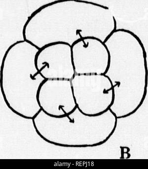 . Un libro di testo di morfologia invertebrato [microformati]. Invertebrati; morfologia (animali); Invertébrés; Morphologie (Animaux). . Si prega di notare che queste immagini vengono estratte dalla pagina sottoposta a scansione di immagini che possono essere state migliorate digitalmente per la leggibilità - Colorazione e aspetto di queste illustrazioni potrebbero non perfettamente assomigliano al lavoro originale. McMurrich, J. Playfair (James Playfair), 1859-1939. New York : H. Holt Foto Stock