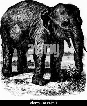 . L'illustrato Storia naturale [microformati]. Mammiferi; Storia Naturale; MammifÃ¨res; Sciences Naturelles. .") PACIIYDERMATA; 0 ]{, T ir r (' K s k i n i d a n i m a l s. Thk fiiiiiily importante di tli.' KIc|,li;iiitiil;,. inclinlcs. ncc.idinn l, t],,. ciilaloTuc (,!' tl,,. Hntisli iMiiscuni, tlic Kl.â ],cale, Tupiis, suina, llyiax, l."liiiMMvms e llipiÂ")|u,t'aniiis. Tutti tlic.s(&GT; animali, Imwcvi'V .lilll' ICNT tlirir come].,rt, aiv iicarh- rdalcd t(. cacli (ilnci' mezzi l.y nf taluni membri ()rtlie famiglia, wliieli, altlum-h ii,,v estinto. Iiave l,een remvered tlinm-li tlu' assistan Foto Stock