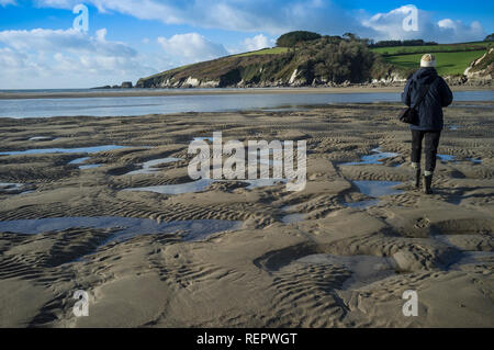 Walker Wonwell sulla spiaggia con la bassa marea, Sud prosciutti, Devon, Regno Unito Foto Stock