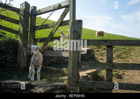 Agnello bambino in piedi ad un gated stille con le pecore nel campo dietro, South Hams, Devon, Regno Unito Foto Stock