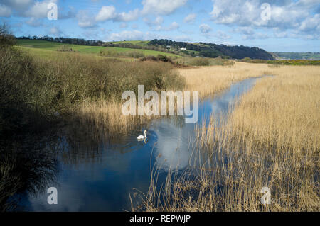 Swan a Slapton Ley, Sud prosciutti, Devon, Regno Unito Foto Stock