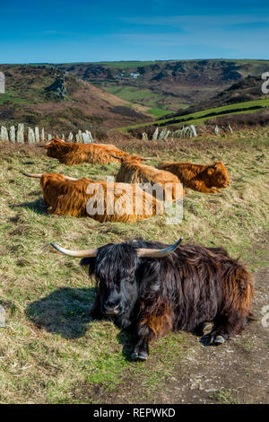 Highland bovini (Bos taurus) dormendo o il pascolo su National Trust terre costiere. Bolberry Down, Sud prosciutti, Devon. Regno Unito Foto Stock