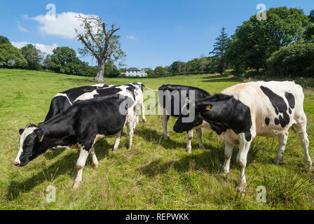 Vacche da latte (Holstein-Friesian) pascolano sui pascoli verdi. Sud prosciutti, Devon. Regno Unito Foto Stock