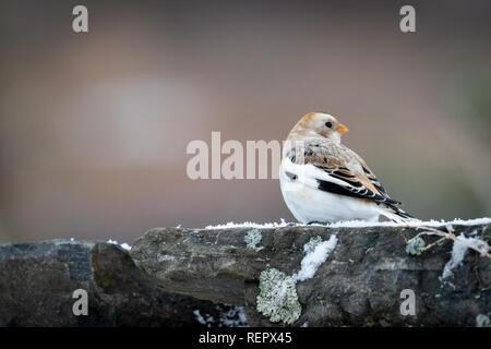 Snow bunting guardando sopra la sua spalla Foto Stock