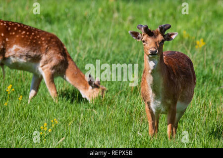 Cervi nel campo verde sul giorno di estate Foto Stock