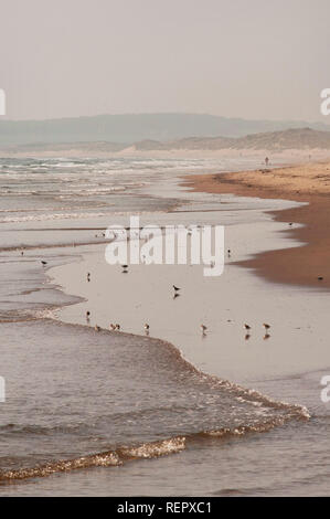 Sanderlings sulla riva a Druridge Bay, Northumberland Foto Stock