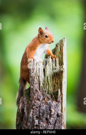 Uno scoiattolo rosso sorge sulla sommità di un vecchio ceppo di albero in cerca di cibo. Foto Stock