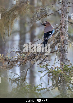 Eurasian jay nel deserto Foto Stock