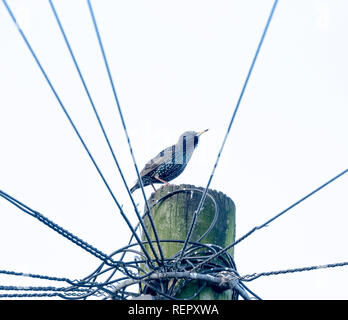 Un starling (Sturnus vulgaris) sulla sommità di un palo del telegrafo. Foto Stock