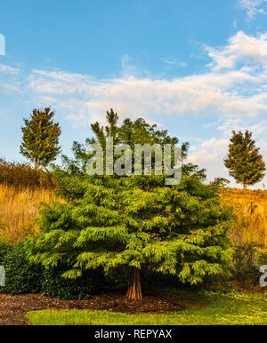 Alberi ornamentali con golden collina erbosa e cielo blu. Foto Stock
