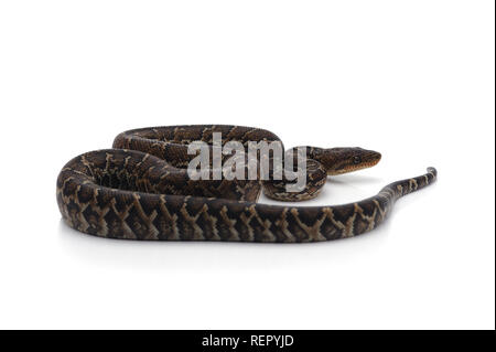 Struttura cubano boa isolati su sfondo bianco Foto Stock