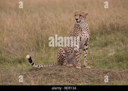 Singolo adulto maschio, ghepardo Acinonyx jubatus, seduta in prati, il Masai Mara, Kenya Foto Stock