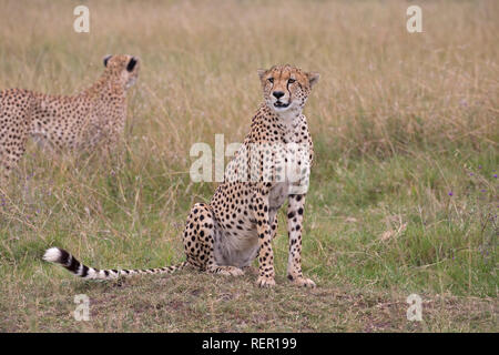 Maschi adulti, ghepardo Acinonyx jubatus, seduta in prati, il Masai Mara, Kenya Foto Stock