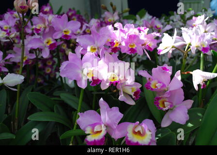 Cattleya mendelii orchidee fiori. Piante decorative per il giardinaggio e la serra. Foto Stock