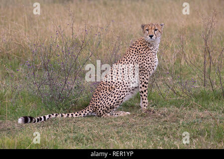 Singolo adulto maschio, ghepardo Acinonyx jubatus, seduta in prati, il Masai Mara, Kenya Foto Stock