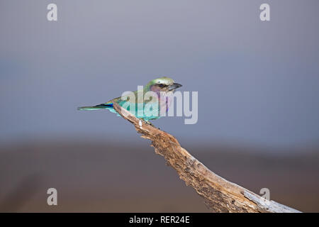 Lilla-breasted CorConservancy rullo Kenya Foto Stock