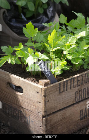 Pastinaca sativa. Pastinaca cresce in una cassa di legno. Foto Stock