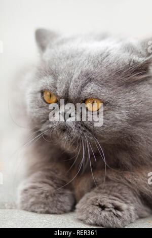 Ritratto di gravi Britannico gatto con occhio arancione Foto Stock