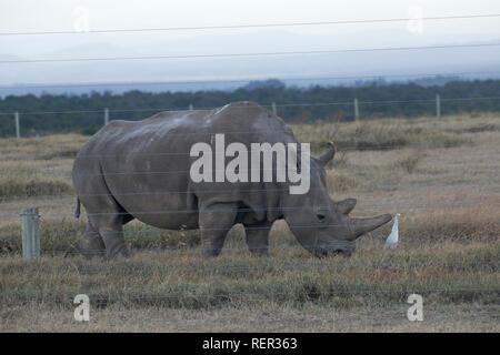 Adulto Nord del rinoceronte bianco, Ceratotherium simum cottoni, l'ultima femmina adulta rimasto vivo, Ol Pejeta Conservancy, Kenya Foto Stock