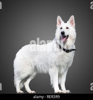 Swiss cane pastore rimanendo isolate su grigio Foto Stock