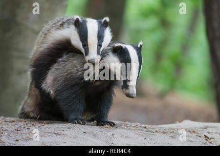 Badgers europeo giocando (Meles meles) Foto Stock