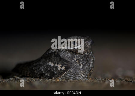 Il nightjar europeo (Caprimulgus europaeus) di notte seduta a terra. Foto Stock