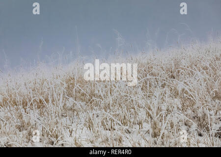 Soft rime di ghiaccio sulle erbe, formata da super raffreddato le goccioline di acqua in una nebbia di ghiaccio sulla collina di Buck nel sud unità di Parco nazionale Theodore Roosevelt, né Foto Stock