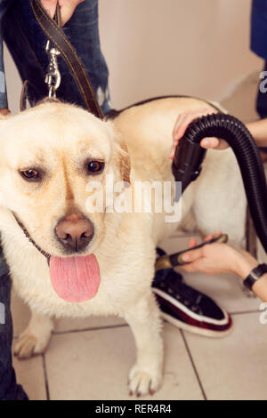 Il Labrador Retriever essiccato con un asciugacapelli in un salone di bellezza Foto Stock