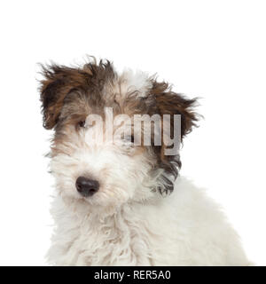 Fox Terrier cucciolo, close-up, 3 mesi di età Foto Stock