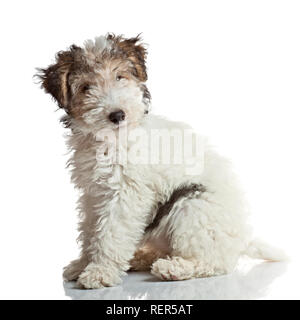 Fox Terrier cucciolo, 3 mesi di età, seduto di fronte a uno sfondo bianco Foto Stock