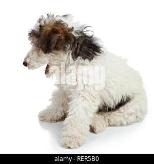 Fox Terrier cucciolo, 3 mesi di età, seduto di fronte a uno sfondo bianco Foto Stock