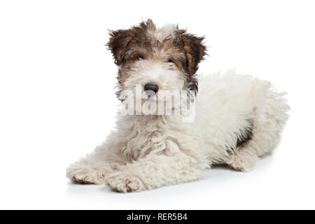 Fox Terrier cucciolo, 3 mesi di età, posa davanti a uno sfondo bianco Foto Stock