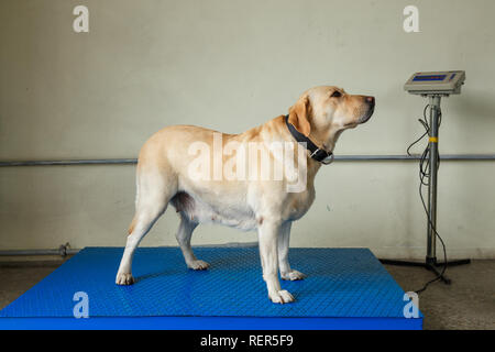 Il Labrador retriever cane doganale permanente sulla scala Foto Stock