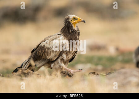 Avvoltoio Capovaccaio / Neophron percnopterus Foto Stock