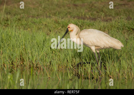 Spatola / Platalea leucorodia Foto Stock