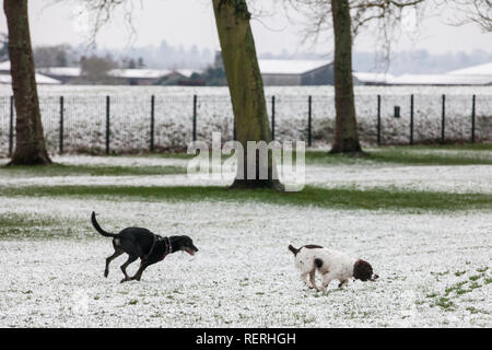 Windsor, Regno Unito. 23 gen 2019. Regno Unito: Meteo due cani godono dell'anno prima spolverata di neve a fianco della lunga passeggiata in Windsor Great Park. Oggi le previsioni per Berkshire è freddo, con le magie di sole e un rischio di docce invernale. Gli automobilisti sono stati avvertiti di fare attenzione a causa delle pericolose condizioni di guida. Credito: Mark Kerrison/Alamy Live News Foto Stock