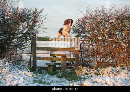 English Springer Spaniel jumping in inverno Foto Stock