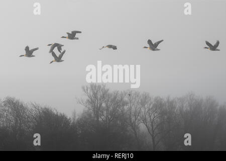 Burscough, Lancashire. 23 gen 2019. Regno Unito Meteo. Nebbia fredda per iniziare migratori Oche del Canada, la fauna selvatica a Martin semplice. A temperature inferiori al punto di congelamento e la massa congelata, gli uccelli e le oche si basano su alimentazione supplementare nelle giornate più fredde. Credito: MediaWorldImages/Alamy Live News Foto Stock