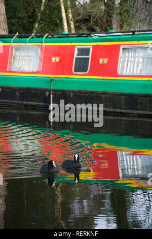 Coots (Fulica atra) nuotare sul canale di Basingstoke, nei riflessi di una barca stretta e colorata, Surrey, Regno Unito Foto Stock