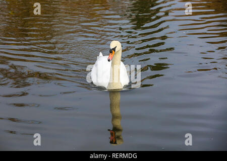 Finsbury Park, London, Regno Unito. 23 gen 2019. Un cigno bianco nuota a Finsbury Park Lake in una fredda mattina di congelamento. Credito: Dinendra Haria/Alamy Live News Foto Stock