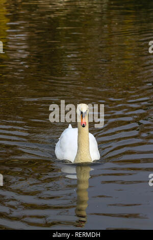 Finsbury Park, London, Regno Unito. 23 gen 2019. Un cigno bianco nuota a Finsbury Park Lake in una fredda mattina di congelamento. Credito: Dinendra Haria/Alamy Live News Foto Stock