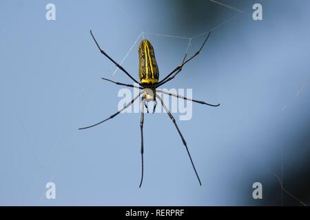 Gigantesco ragno di legno (Nephila maculata), Pench National Park, Madhya Pradesh, India Foto Stock